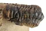 Pair of Crotalocephalina Trilobite Fossils - Lghaft, Morocco #250011-3